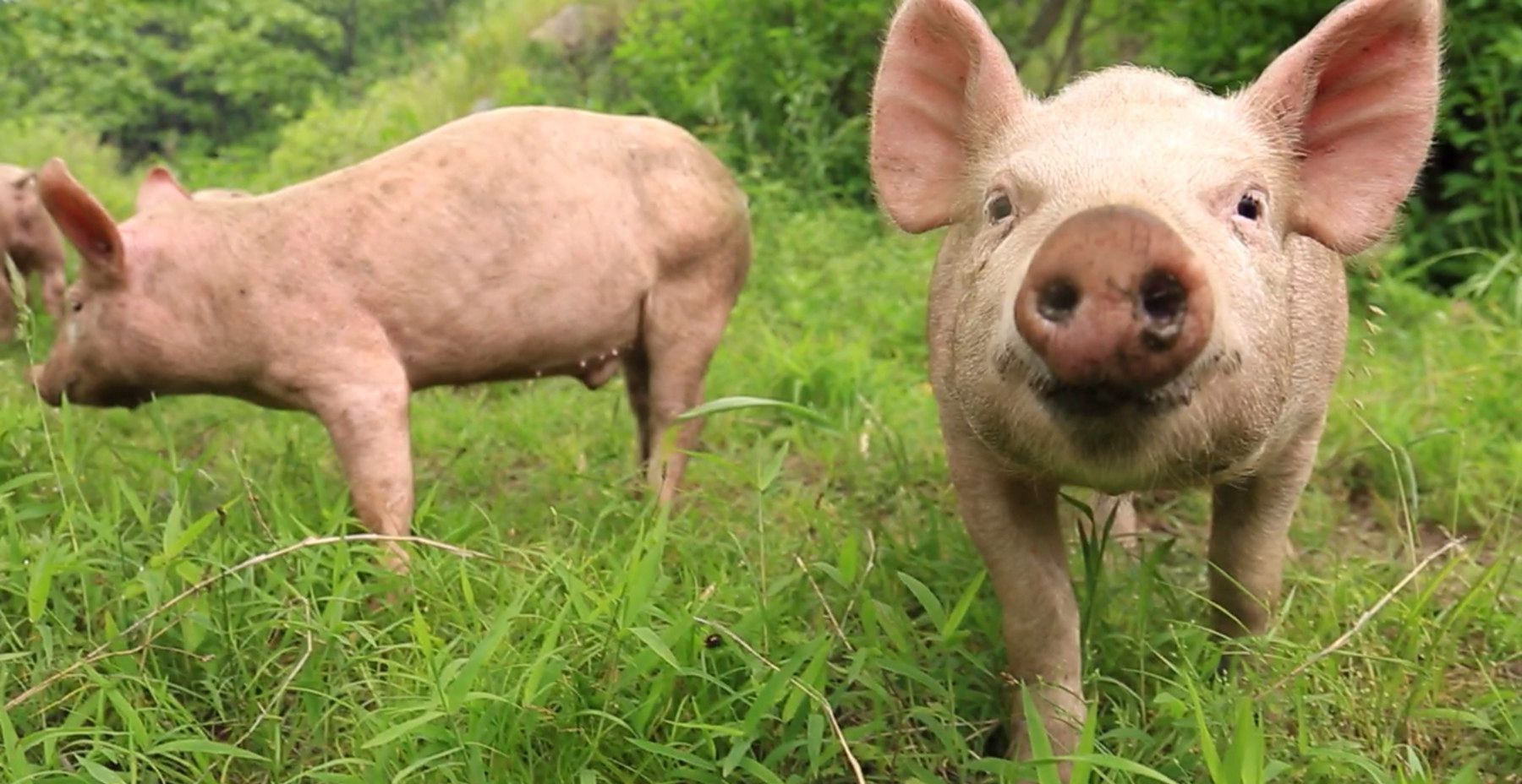 在山西洪灾中幸存的猪坚强遭扑杀,它为什么会被扑杀?