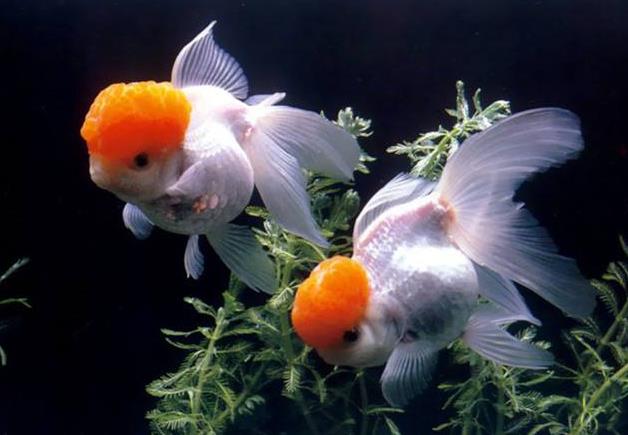 自己养的观赏鱼鱼鳍烂了是怎么回事?该如何解决?