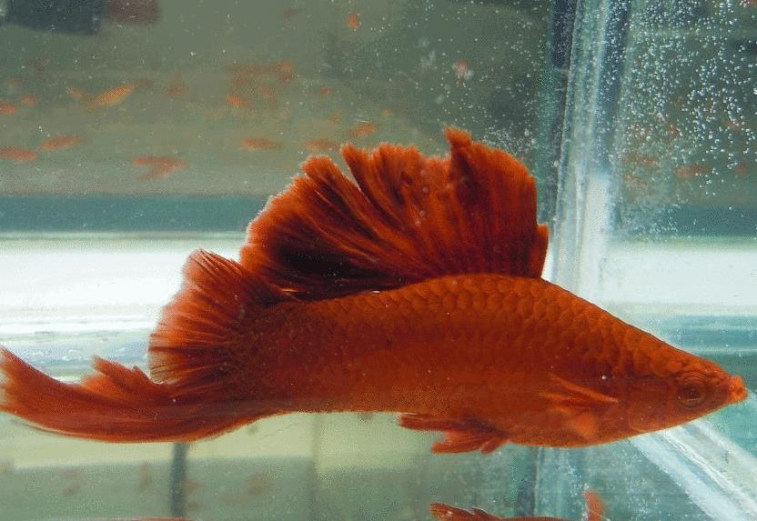 自己养的观赏鱼鱼鳍烂了是怎么回事?该如何解决?