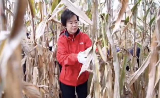 陕西咸阳市委书记、市长到田间抢收玉米,你如何看待他们的做法?