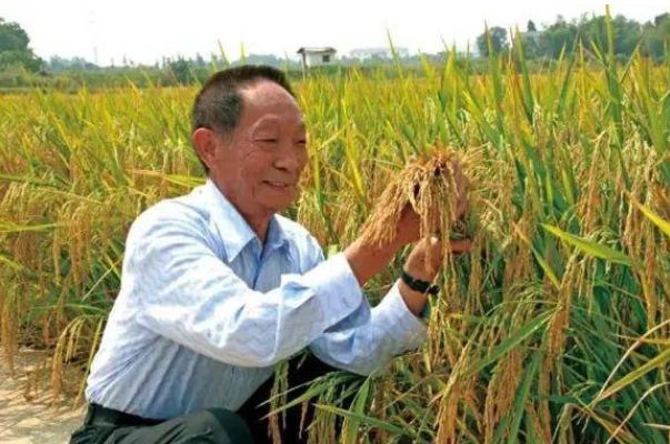 袁隆平院士逝世,曾给母亲写了一封信,信中究竟写了什么?