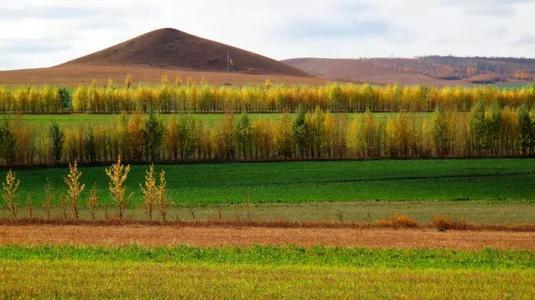 敦煌阳关林场被伐背后的公司曝光,他们砍伐防护林的做法错在哪里?