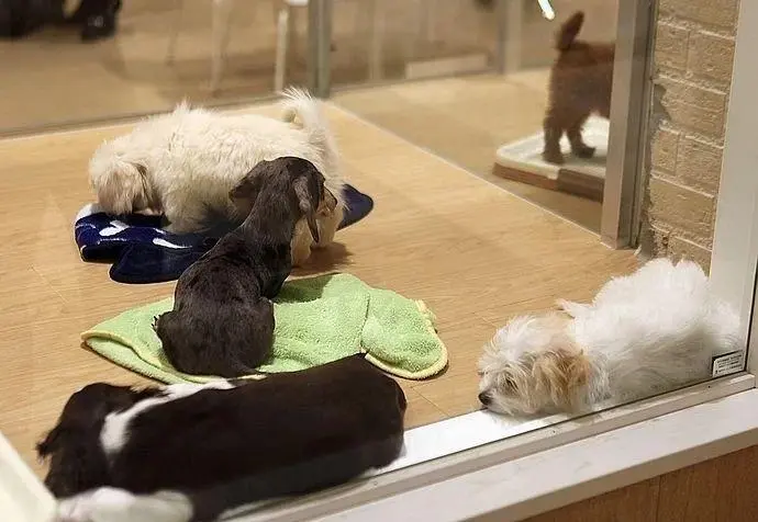 宠物店应该采取哪些措施保证宠物的安全?