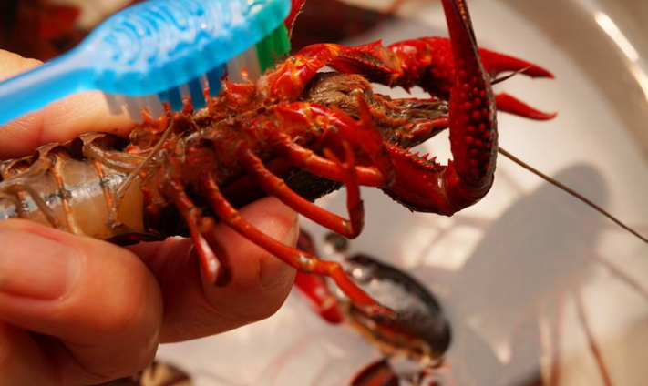 小龙虾的心脏在哪里?