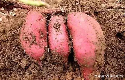 夏至过后还能不能种植红薯了?为啥有人说夏至栽红薯光长根?