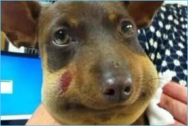 被蜜蜂蛰了怎么办?