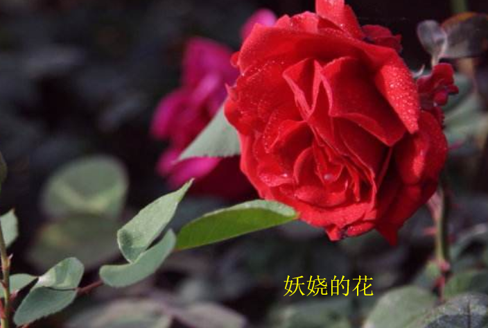 “妖娆”是什么意思？