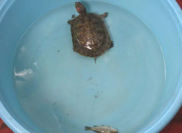 乌龟从几月份开始进入冬眠?