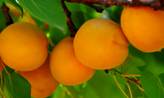 丹东的特产有哪些?