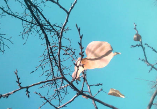 “片段”和“片断”这两个词有什么区别？