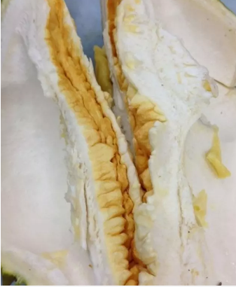 榴莲的原产地是哪里?