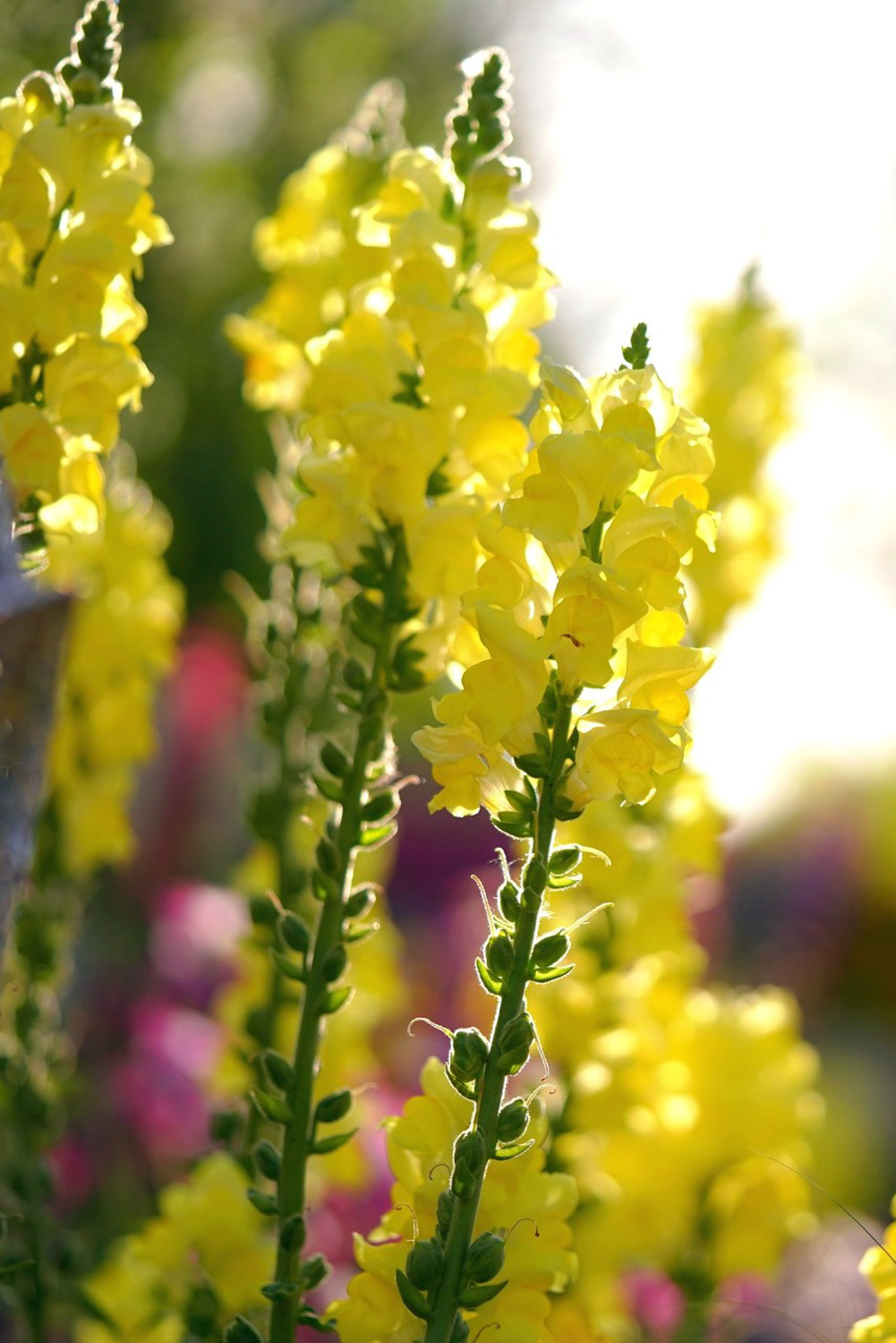 金鱼草的花期是什么时候？