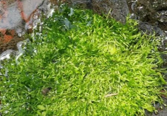 水草的种类有哪些?