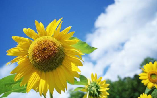 向日葵为什么不能送人