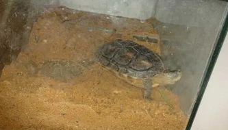 乌龟从几月份开始进入冬眠?