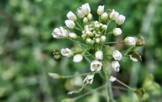 荠菜图片及识别方法