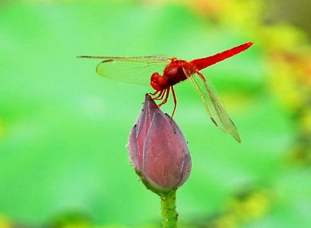 泉眼无声惜细流,树阴照水爱晴柔是什么意思?