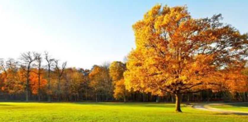 铺满金色巴掌的水泥道是什么意思？新版的哦。