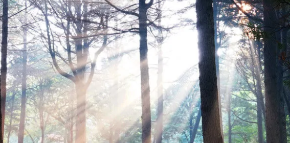 什么是「丁达尔效应」?它主要用来解释什么现象?