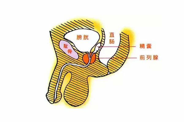 前列腺在什么位置 图解