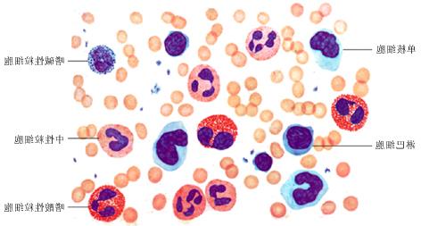 单核细胞百分比偏高时怎么回事
