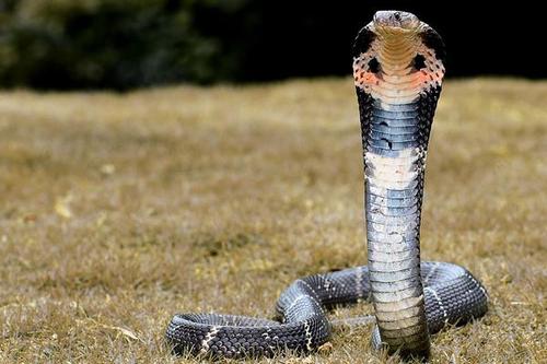 过山峰是一种什么生物?主要分布在我国的哪些地方?
