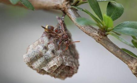 怎样驱赶黄蜂窝
