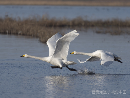 鹅肉怎么做好吃？