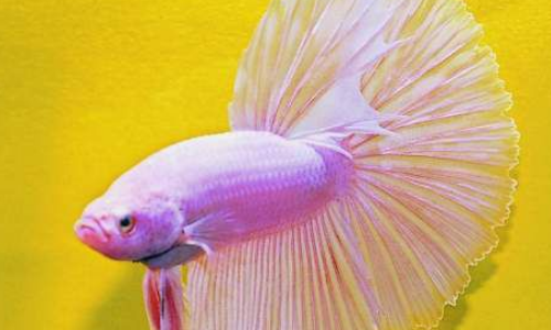 斗鱼好养吗？怎么养