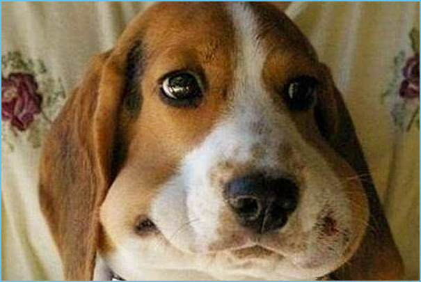 被蜜蜂蛰了怎么办?