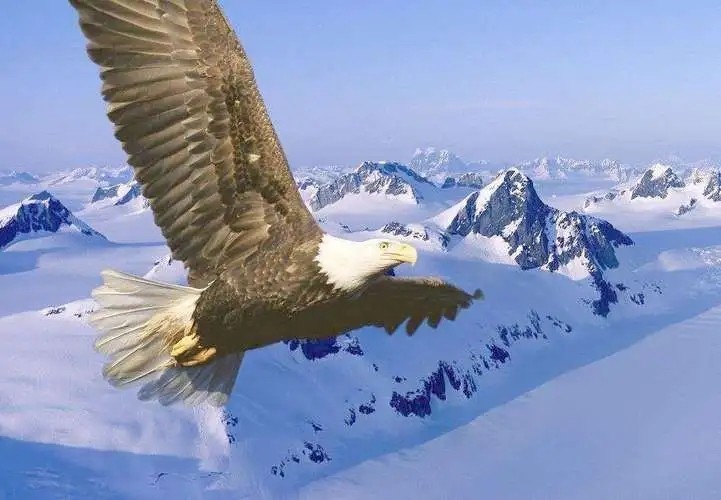 扶摇直上九万里什么意思