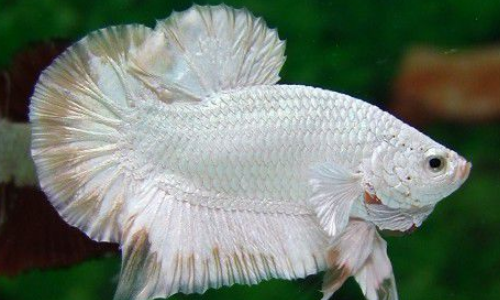 斗鱼好养吗?怎么养