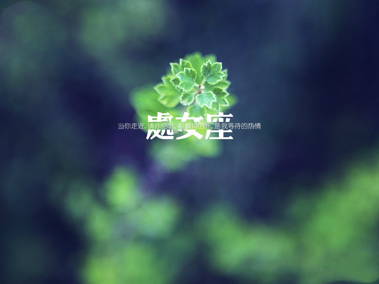 8月是什么星座?