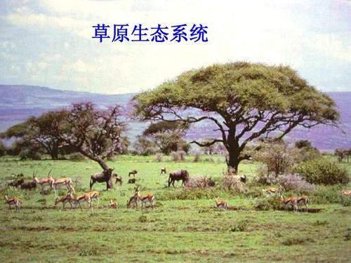 什么是生态系统？