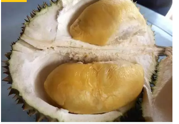 榴莲的原产地是哪里?