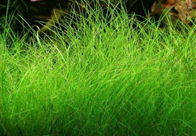 水草的种类有哪些?