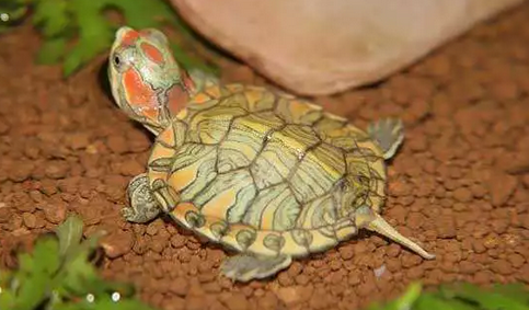 乌龟从几月份开始进入冬眠？