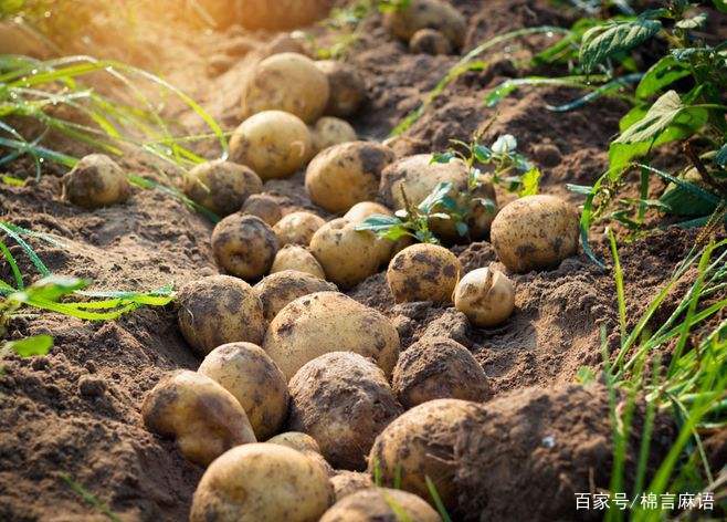 土豆和洋芋有啥区别?