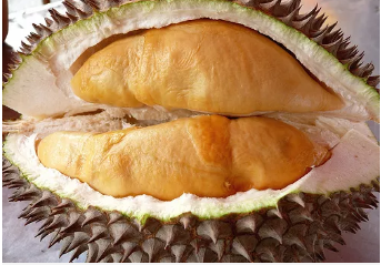 榴莲的原产地是哪里?