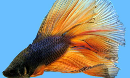 斗鱼好养吗?怎么养