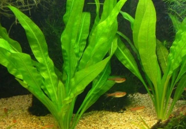 水草的种类有哪些?