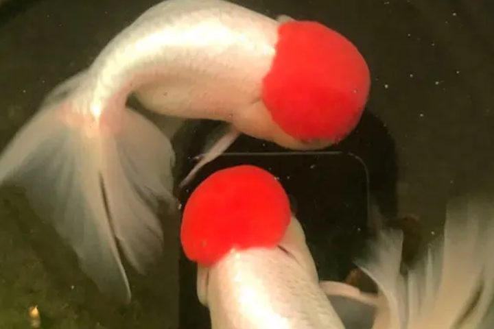 衡水的特产有哪些？