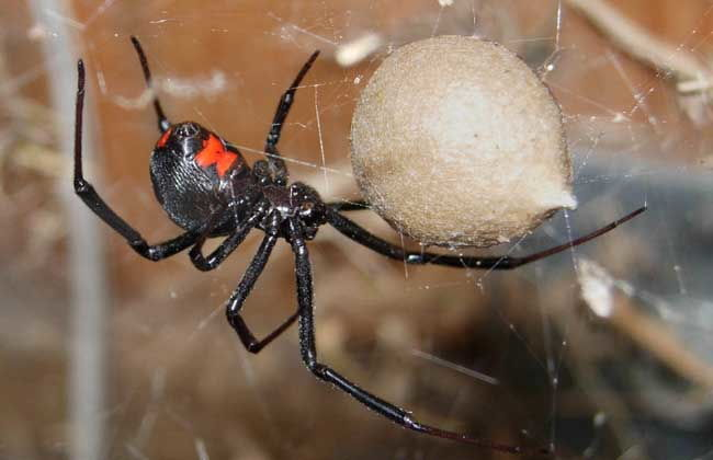 盘点中国十大毒蜘蛛，这些蜘蛛的毒性有多强？