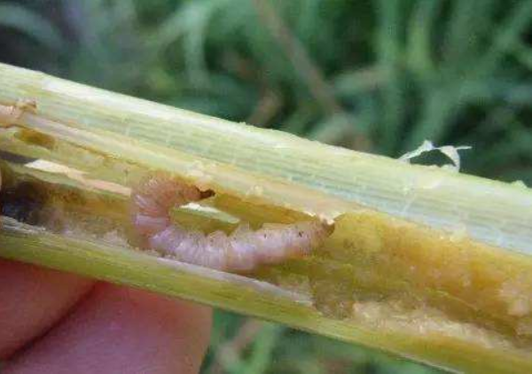 水稻常见的病虫害有哪些？