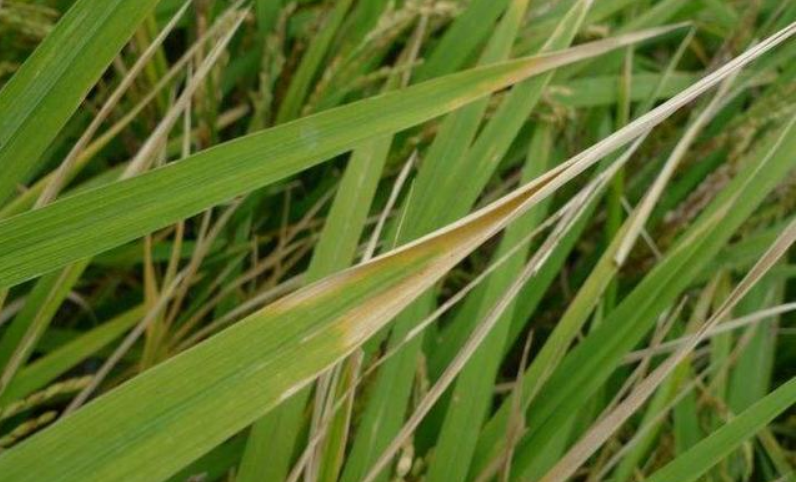 水稻常见的病虫害有哪些？