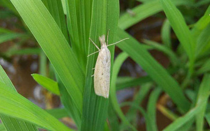 水稻常见的病虫害有哪些？