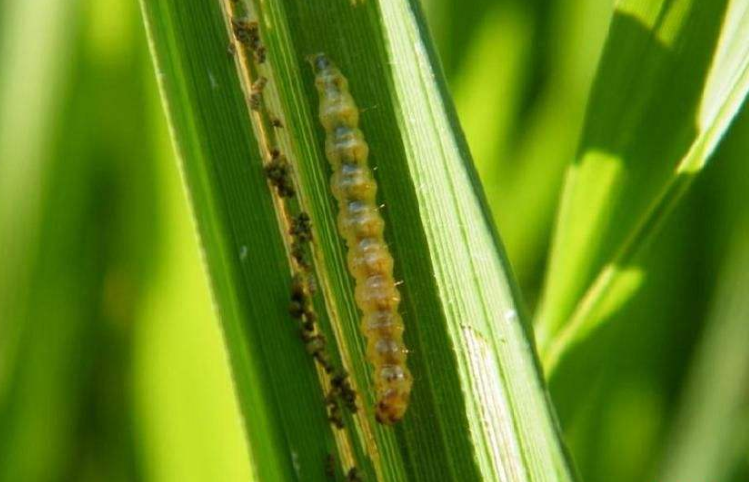 水稻常见的病虫害有哪些？