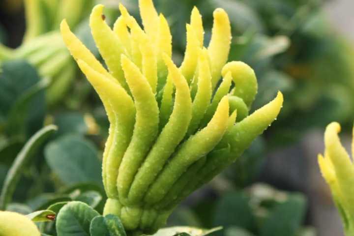 金华特产有哪些呢?