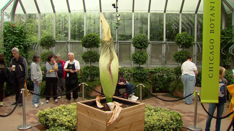 泰坦魔芋一生只开两次花，这种植物能活多久呢？