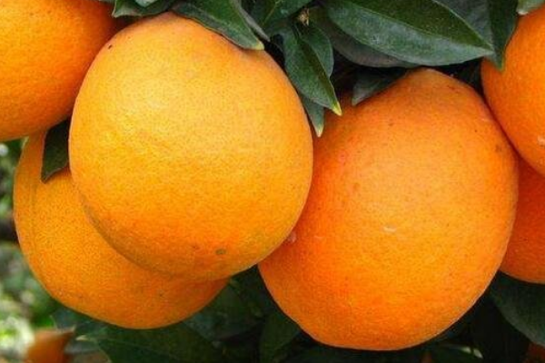 被誉为“峡橙三秀”之一的桃叶橙来自哪里？